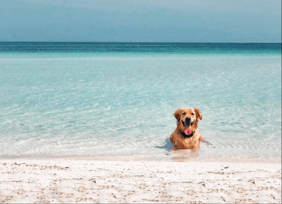 playas pet friendly