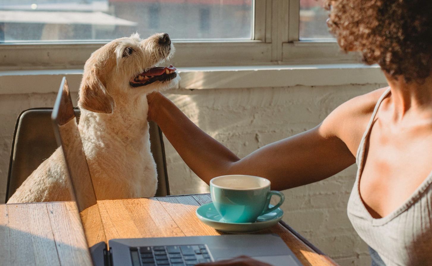 Playas petfriendly
