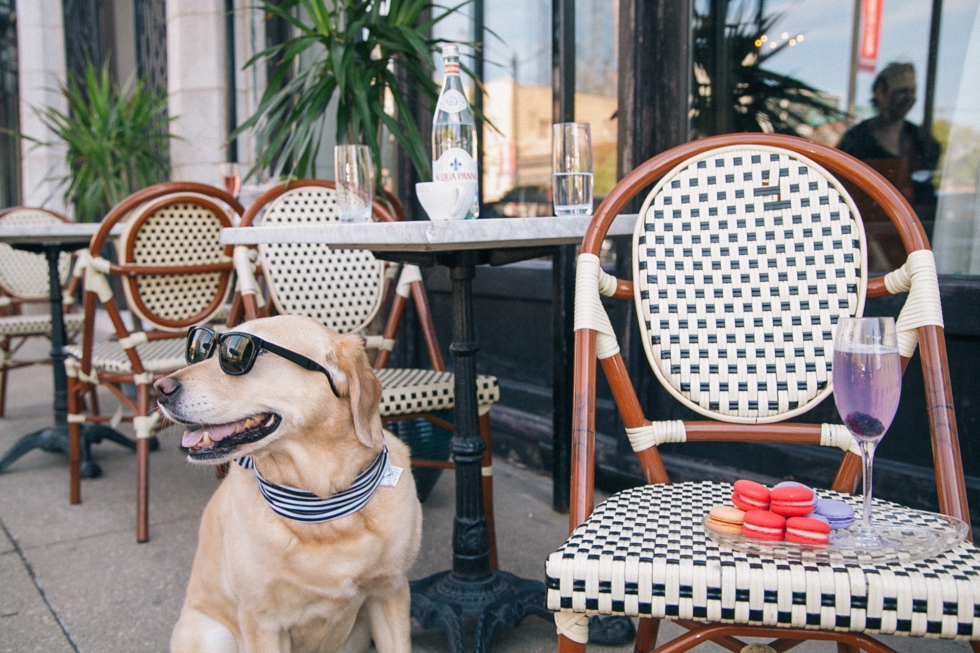 playas petfriendly